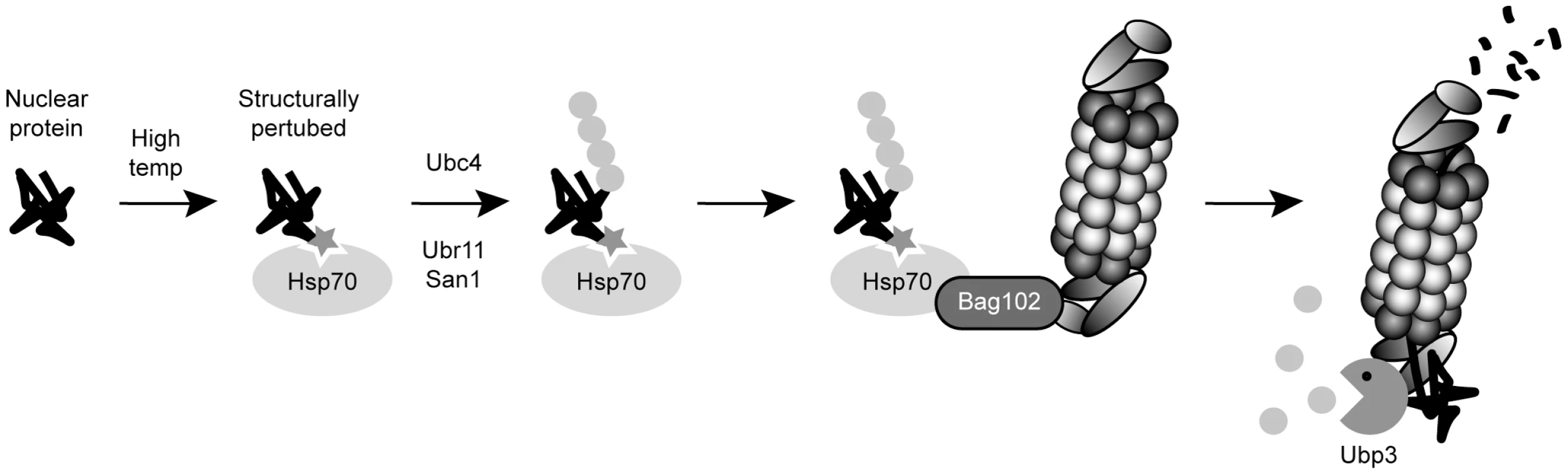 A chaperone-assisted degradation pathway for nuclear proteins.