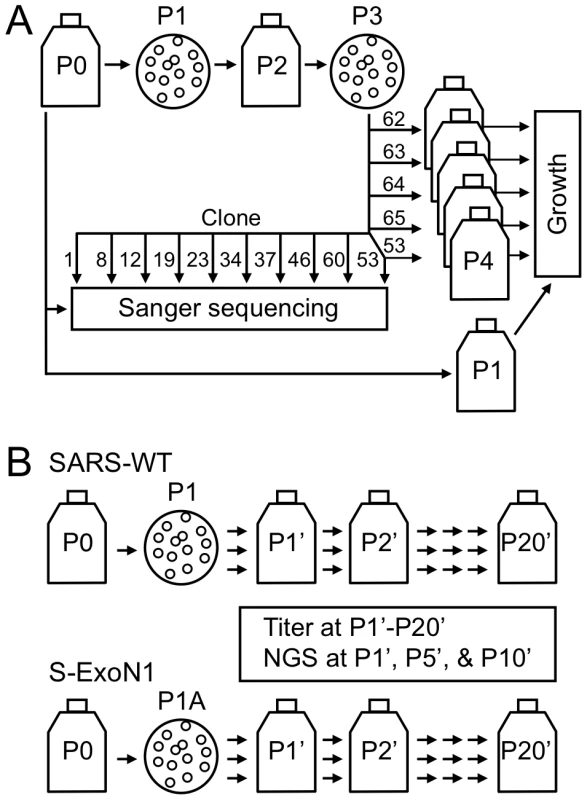 Virus isolation and passage strategy.