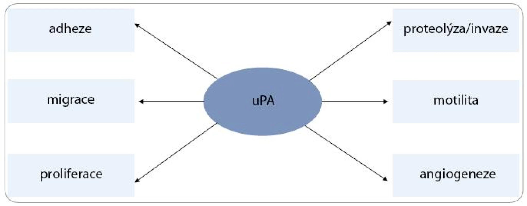 Multifunkční potenciál uPA<sup>53</sup>.