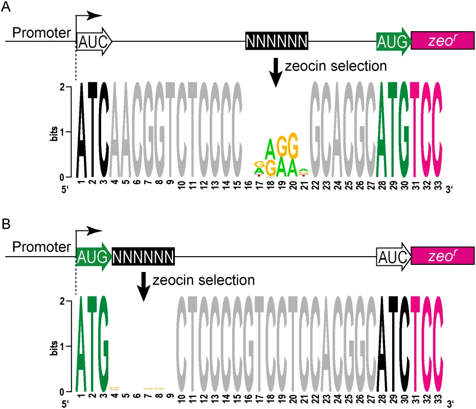 Definition of <i>cis</i> elements that support translation initiation in mycobacteria.