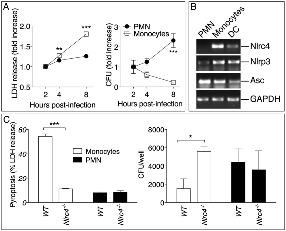 Neutrophils do not undergo pyroptosis and fail to restrict <i>B. pseudomallei</i> replication.