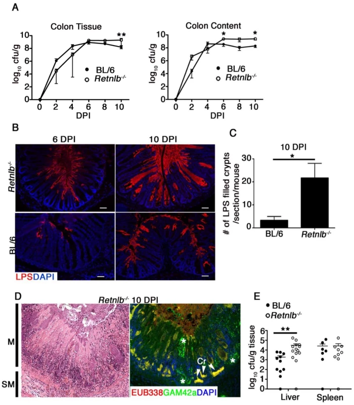 Disease severity of <i>Retnlb</i><sup><i>-/-</i></sup> mice is associated with greater <i>C</i>. <i>rodentium</i> invasion of colonic crypts.