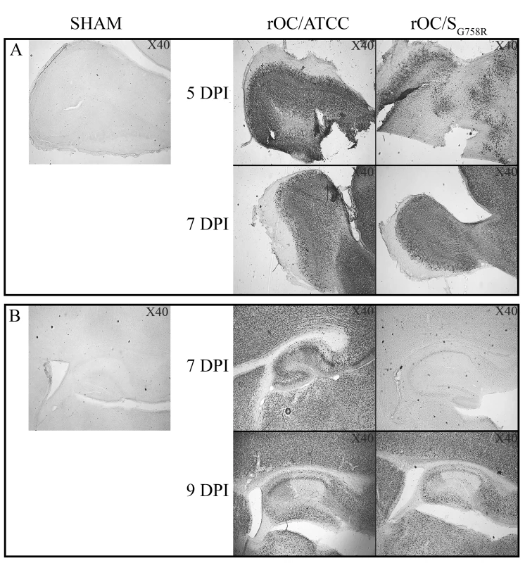 A delay in viral spread is observed in brain of rOC/S<sub>G758R</sub> -infected mice compared to rOC/ATCC after intranasal inoculation in 10 day-old BALB/c mice.