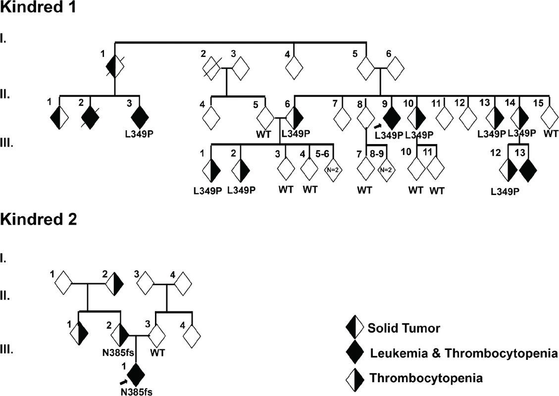 Identification of germline mutations in <i>ETV6</i> in 2 unrelated kindreds.