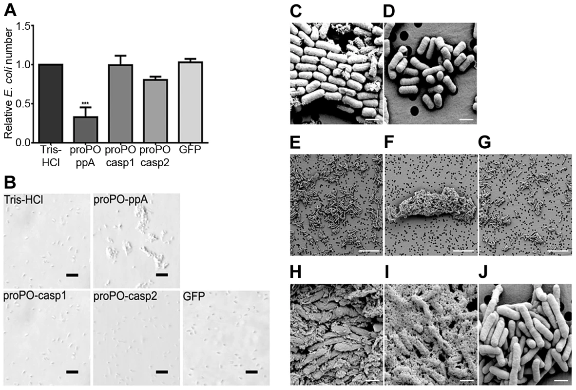 Antibacterial activity and agglutination.