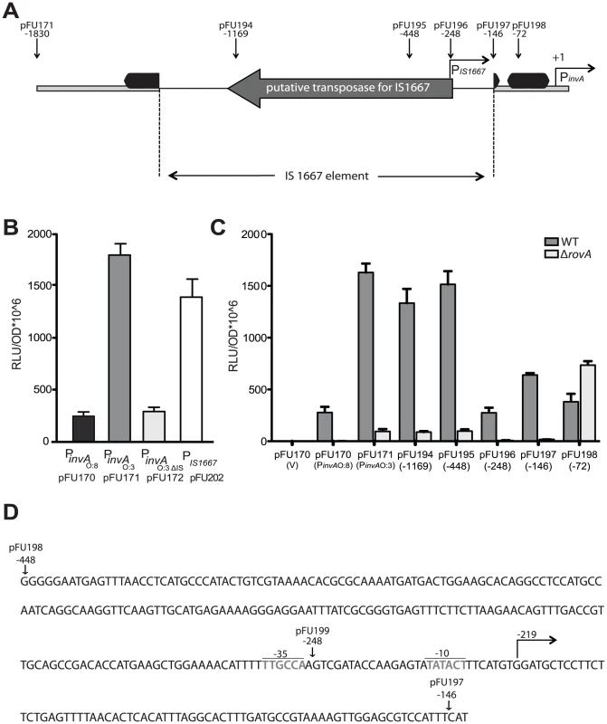 Analysis of <i>invA</i> expression in <i>Y. enterocolitica</i> O:3.