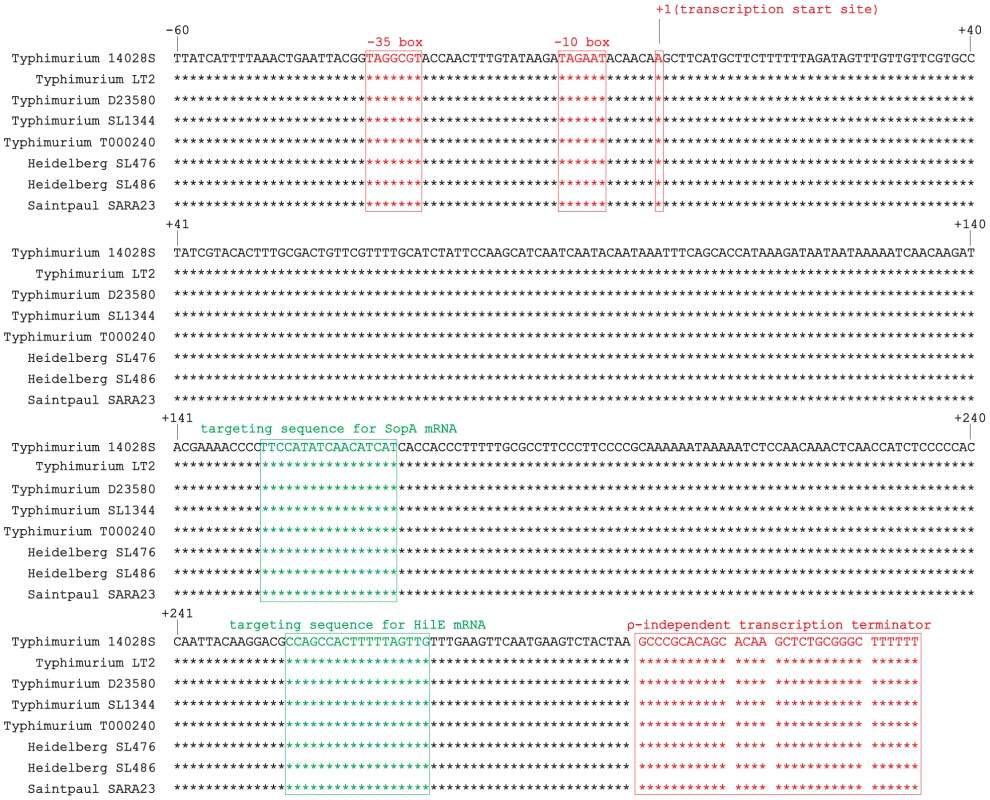 Alignment of <i>isrM</i> sequences of different <i>Salmonella</i> strains including the upstream promoter region, based on BLAST searches of the IsrM sequences in GenBank.