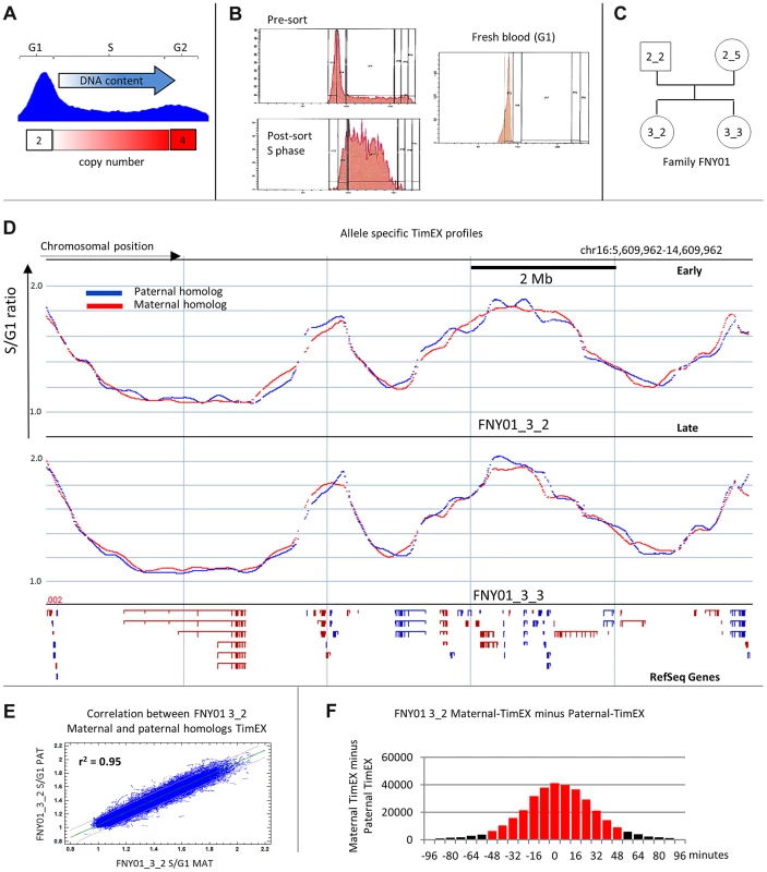 Allele specific timing profiles.