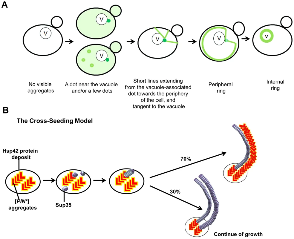 Models we propose to explain <i>de novo</i> Sup35 aggregation.