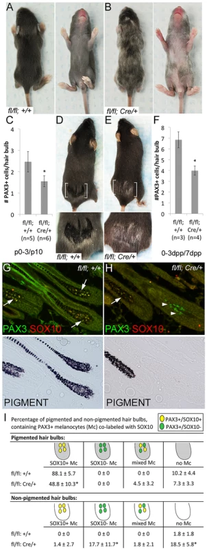 <i>Sox10</i> is required by bulb melanocytes postnatally.