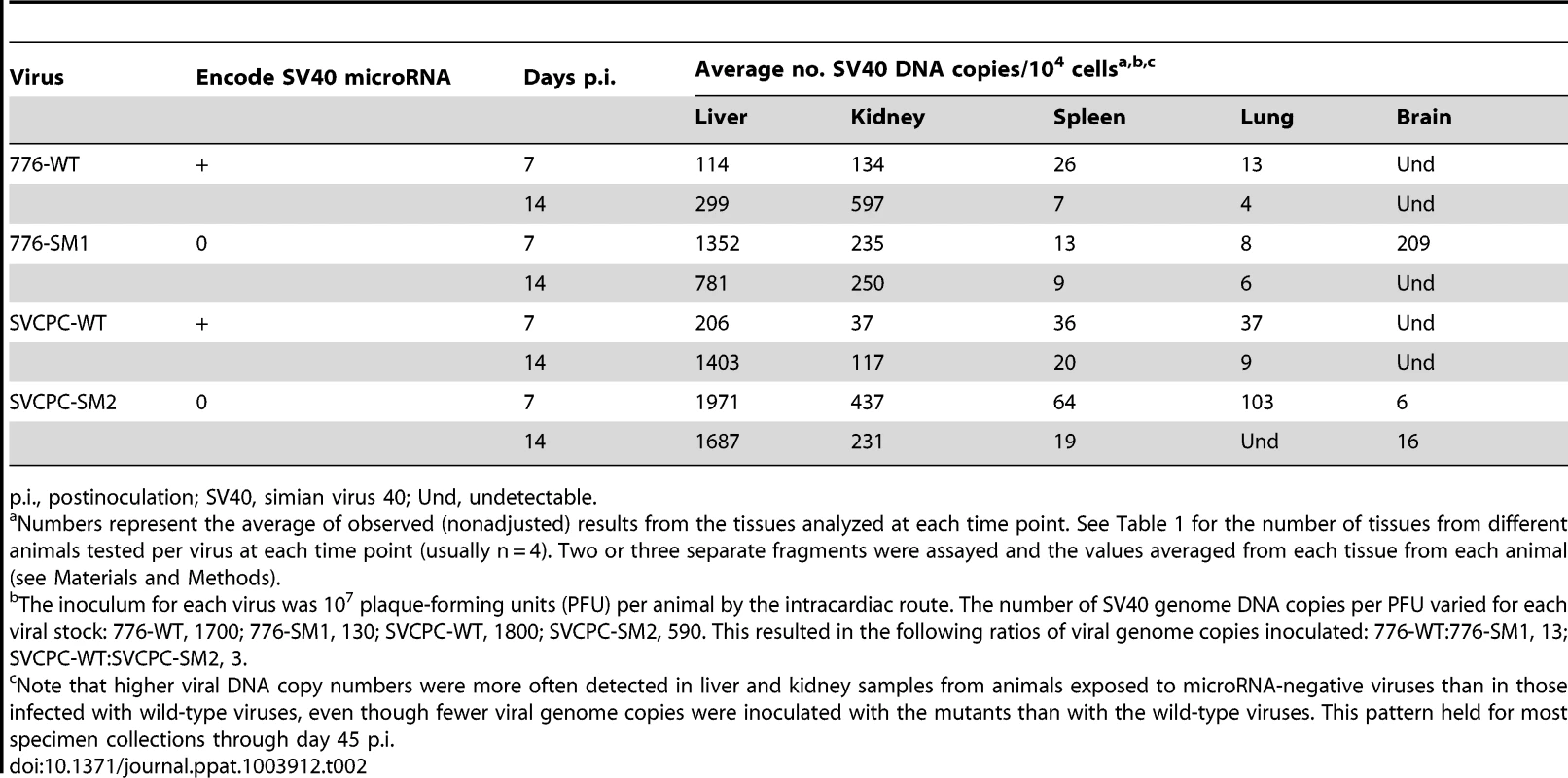 Viral loads in different hamster tissues during early stages of infection by SV40.