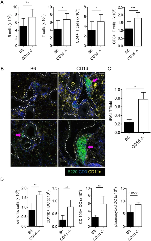 Formation of iBALT in CD1d<sup>-/-</sup> mice after i.n. LVS infection.
