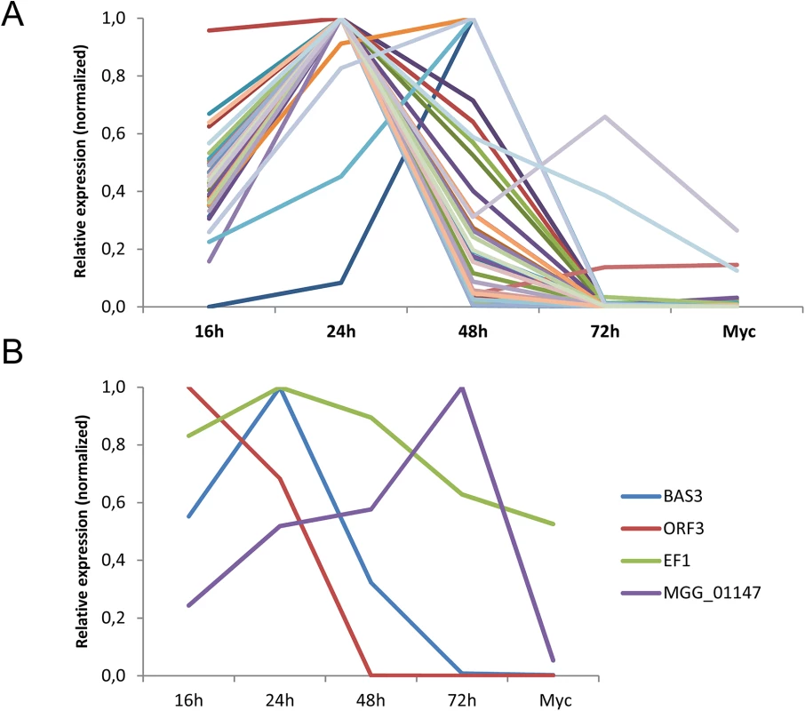 The majority of <i>M</i>. <i>oryzae</i> MAX-effectors is expressed specifically during biotrophic infection.
