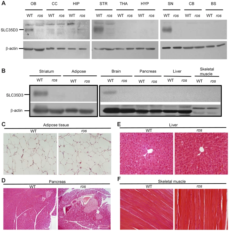 SLC35D3 expression in brain sub-regions and non-neuronal tissues.