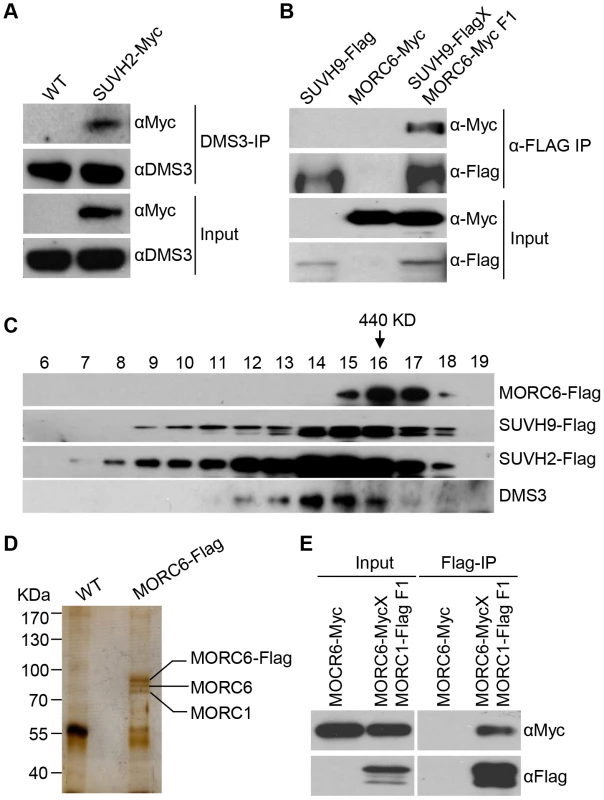 Detection of the protein interaction by co-IP and gel filtration analyses.