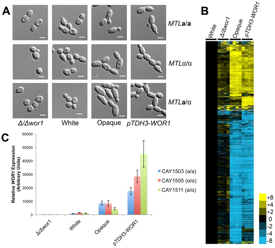 <i>WOR1</i> is the master regulator of the white-opaque switch in <i>C. tropicalis</i>.