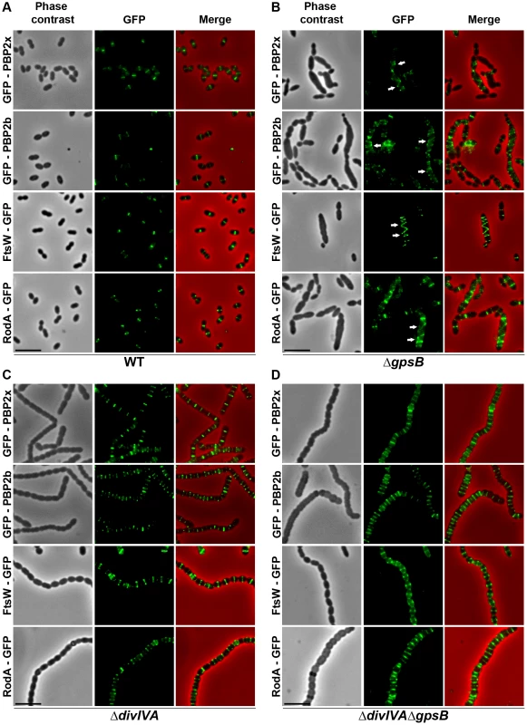 Localization of PBP2x, PBP2b, FtsW and RodA in WT, Δ<i>divIVA</i>, Δ<i>gpsB</i> and Δ<i>divIVA</i>Δ<i>gpsB</i> cells.