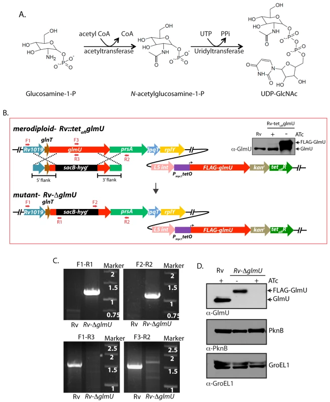 Generation of <i>glmU</i><sub><i>Mtb</i></sub> conditional deletion mutant.