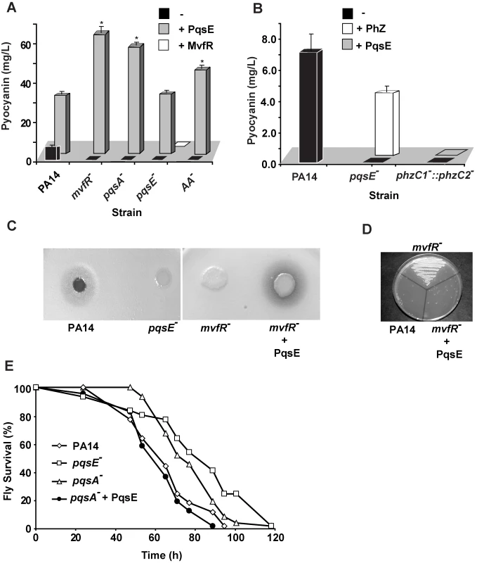 PqsE, a key mediator of the MvfR regulon activation, functions independently of AA and its derivatives.