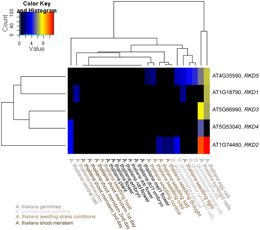 Heatmap clustering of members of the <i>AtRKD</i> gene family.