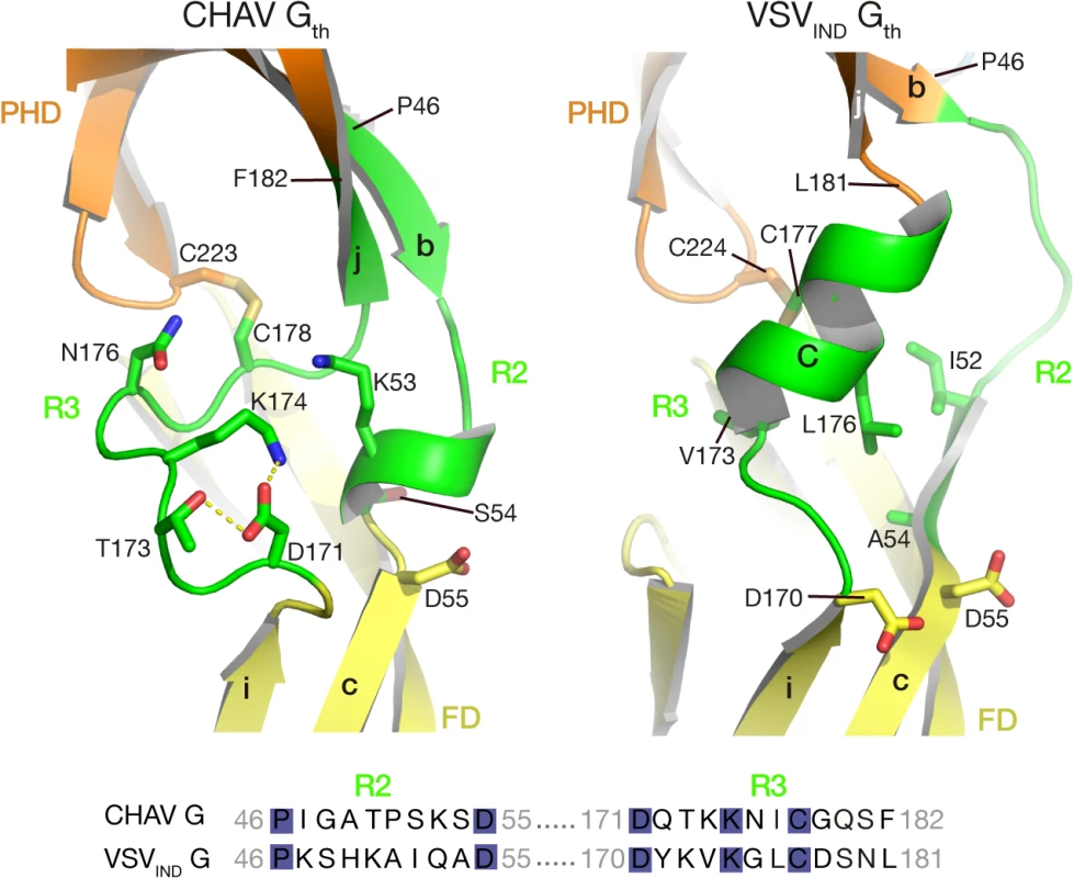 Ribbon representation of CHAV-G and VSV<sub>IND</sub>-G R2-R3 hinge regions.