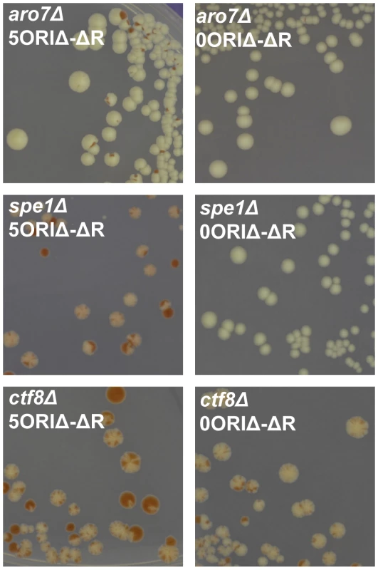 Examples of sectoring patterns.