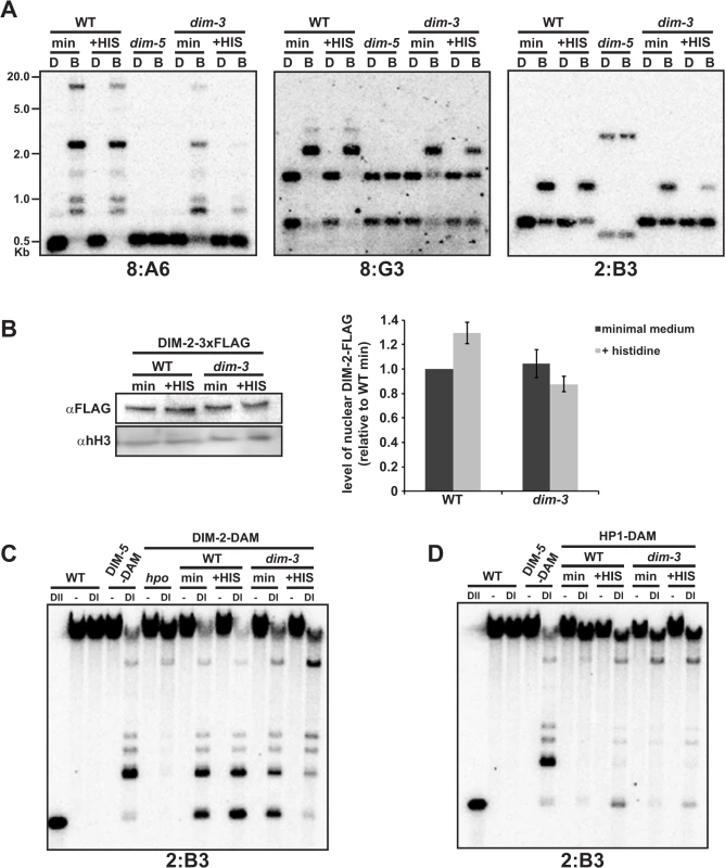 Histidine supplementation exacerbates loss of DNA methylation in <i>dim-3</i> strains by displacing DIM-2 from heterochromatin.