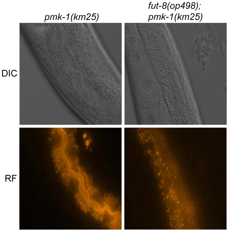 <i>In situ</i> localization of the glycoepitope recognized by CGL2.