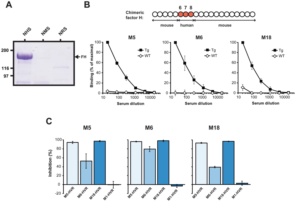 FH-binding M proteins show species specificity and bind to the same region in FH.