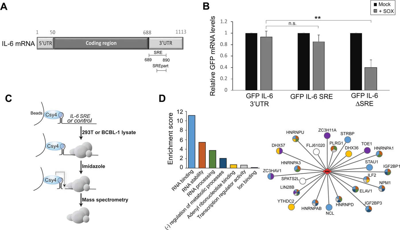 Identification of the RNP complex associated with the IL-6 SRE.