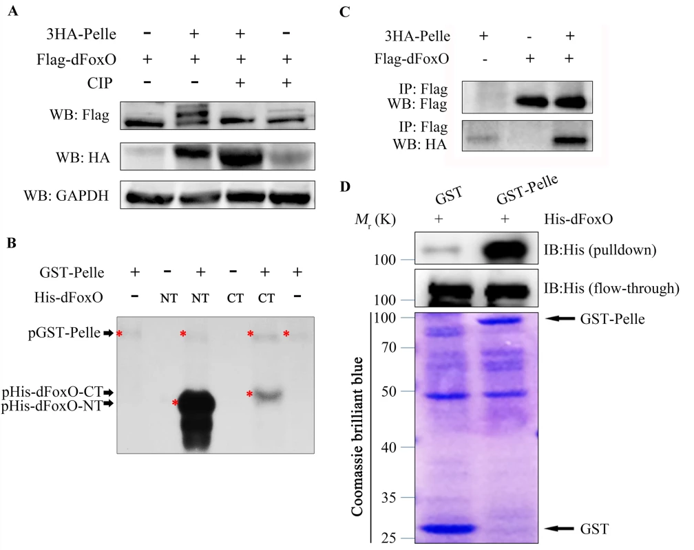 Pll binds to and phosphorylates dFoxO.