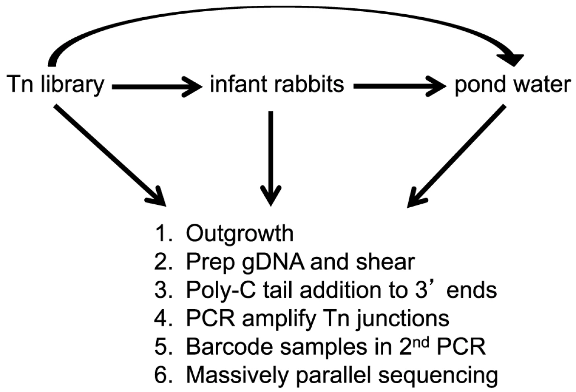 Flow diagram of experimental design.