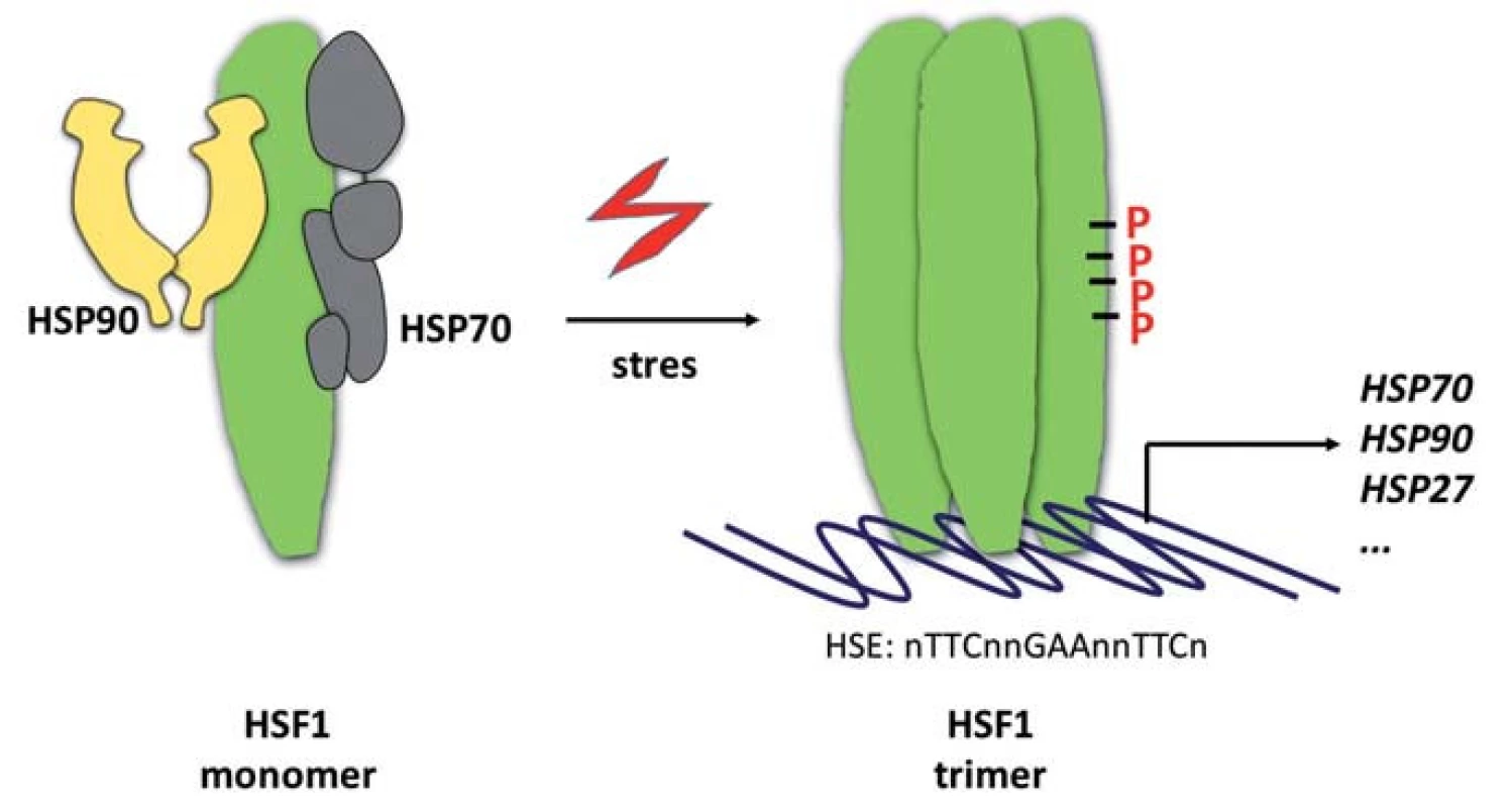 Aktivace HSF1.
Transkripční faktor HSF1 se vyskytuje v nestresovaných buňkách jako monomer v inhibičním komplexu s chaperony HSP70 a HSP90. Stresové podmínky vedou k disociaci molekulárních
chaperonů a trimerizaci HSF1. Transkripčně aktivní forma HSF1 je pak dále modifikována fosforylacemi (P) a vyhledává svá vazebná místa (heat-shock elements – HSE) v promotorech genů. Mezi HSF1-řízené patří také geny kódující HSP70, HSP90 a HSP27. Jejich syntézou se uzavírá zpětnovazebná regulační smyčka aktivity HSF1.