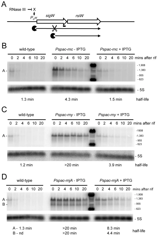 Degradation of the <i>sigW-rsiW</i> mRNA depends on RNase Y and RNase J1, while its transcription is dependent on RNase III.