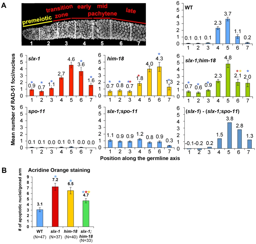 SLX-1 and HIM-18 are required for both mitotic and meiotic DNA repair.
