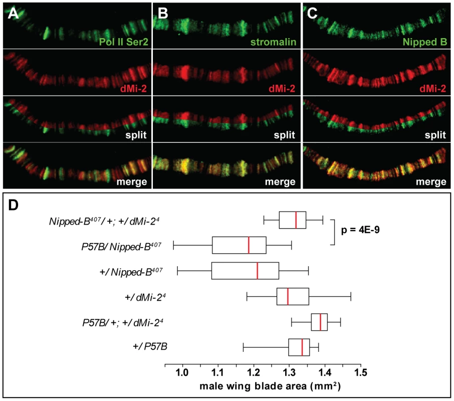 dMi-2 colocalizes with cohesin.