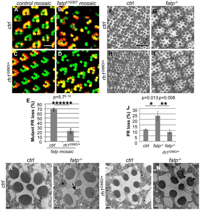<i>Rh1<sup>G69D</sup></i> rescues PR viability in the <i>fatp</i> mutant.