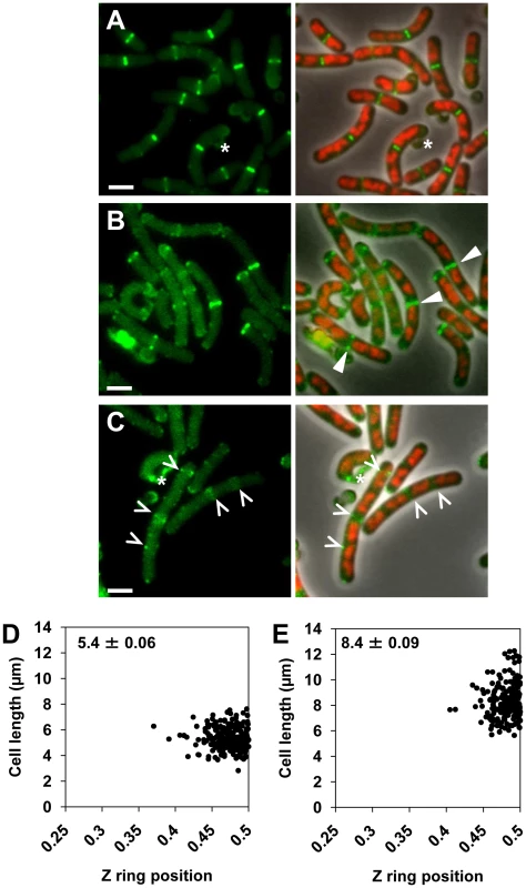 Midcell Z rings form precisely between replicating nucleoids in the <i>noc minCD</i> double mutant.