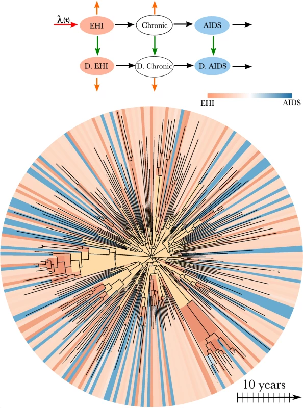 HIV transmission model and phylogeny.