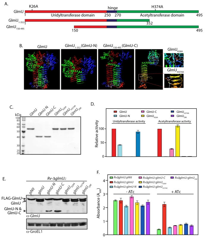 Acetyl and uridyltransferase activities are independently essential.