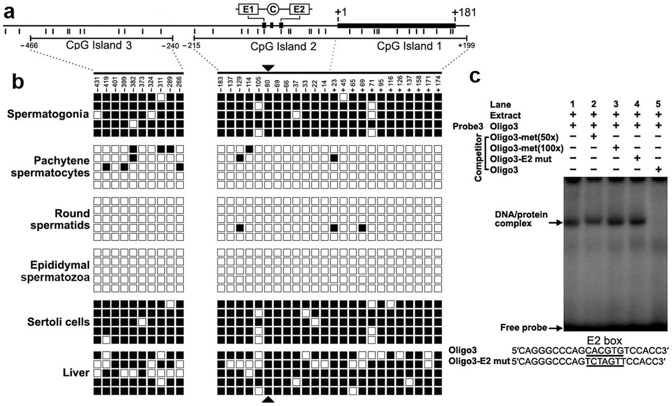 The cytosine methylation profile of the CpG islands in the <i>Miwi</i> promoter, and methylation at the E2 box inhibits USF binding.