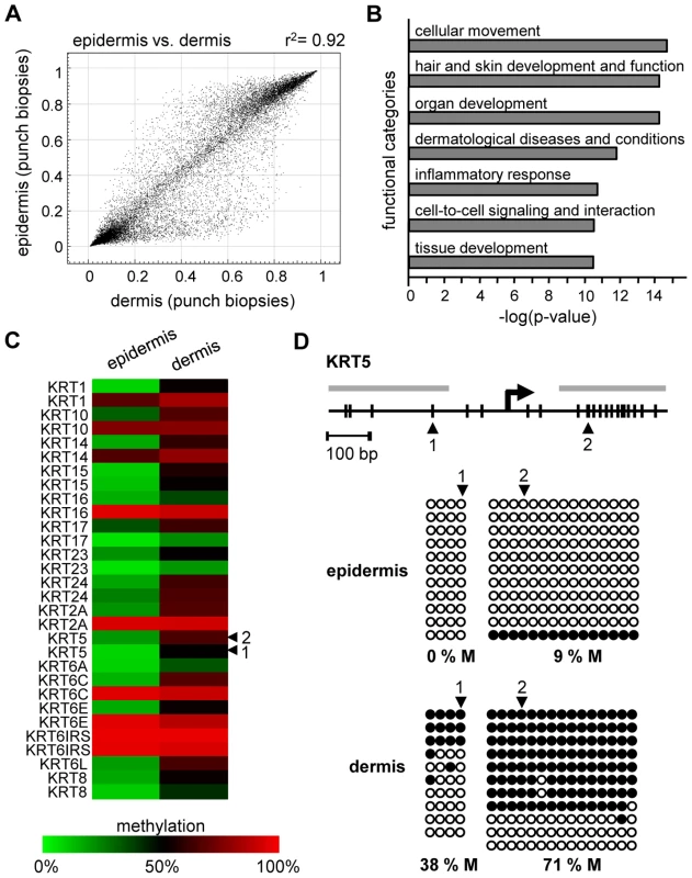 Distinct DNA methylation patterns of human epidermis and dermis.