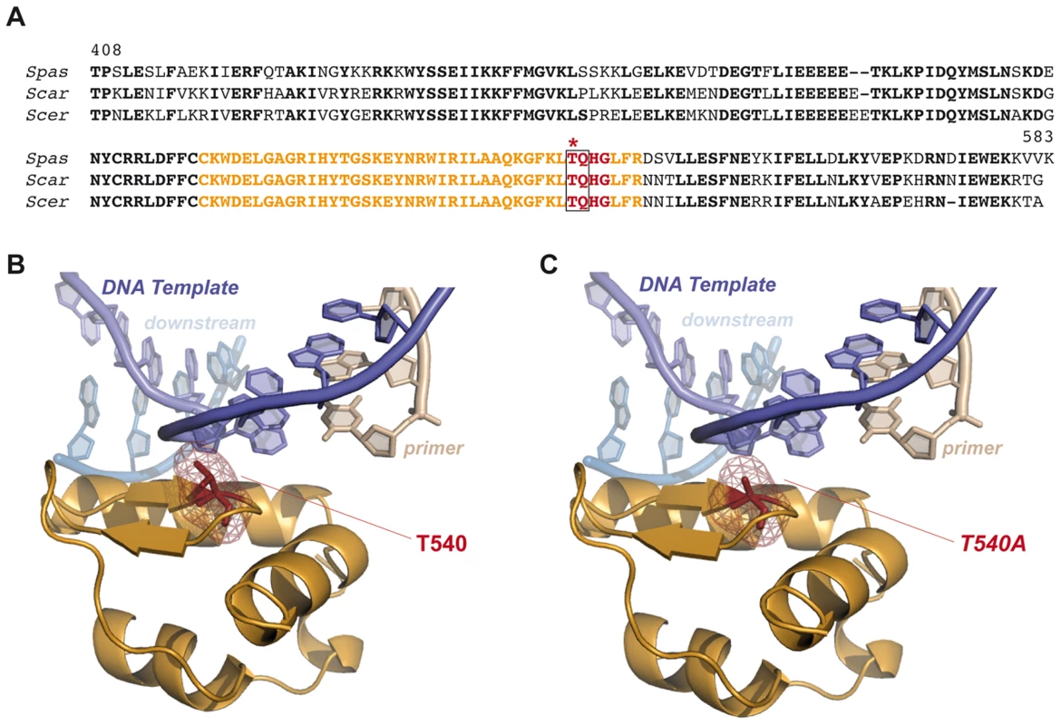 Modeling consequences of Tel1-mediated Pol4 phosphorylation at Thr<sup>540</sup> amino acid residue during NHEJ.