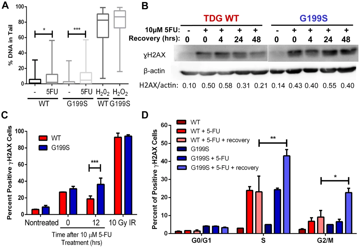 Accumulation of BER intermediates in G199S-expressing cells.