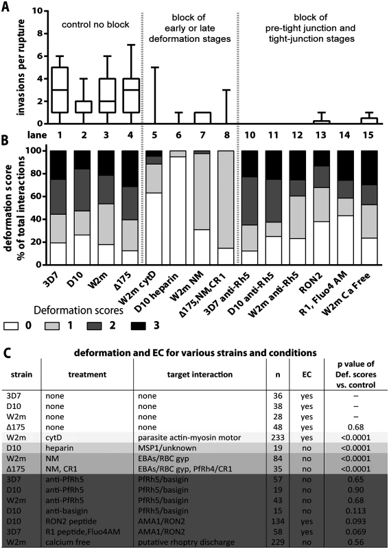 Blocking specific receptor-ligand interactions can decrease deformation, invasion and echinocytosis of the host erythrocyte.