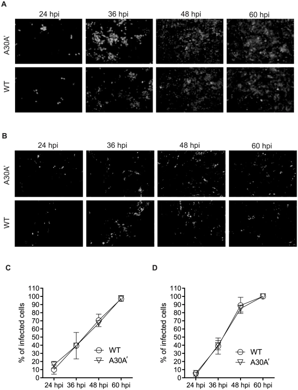 WNV<sub>KUN</sub> WT and WNV<sub>KUN</sub> A30A′ viruses spread to neighbouring cells at similar rates.