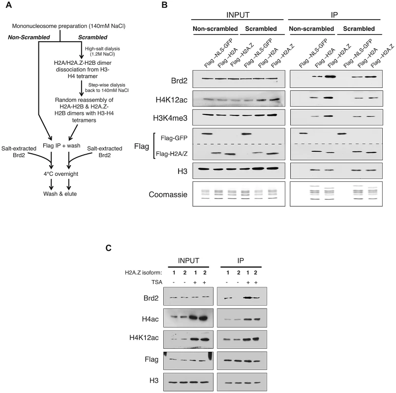 Additional elements of the H2A.Z nucleosome contribute to the interaction with Brd2.