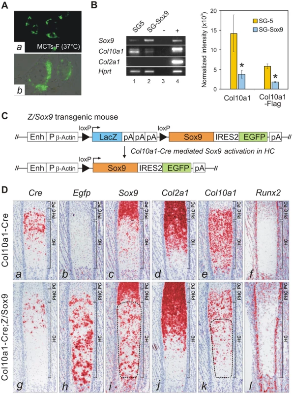 SOX9 directly represses <i>Col10a1</i> in hypertrophic chondrocytes.