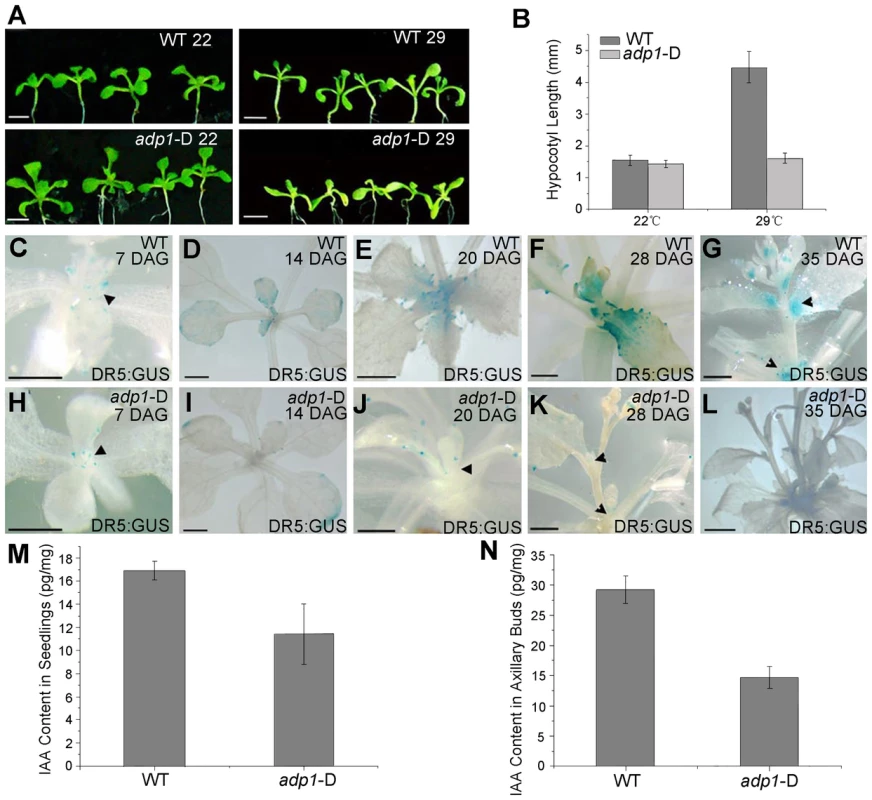 Evidence of reduced auxin levels in <i>adp1</i>-D mutants.