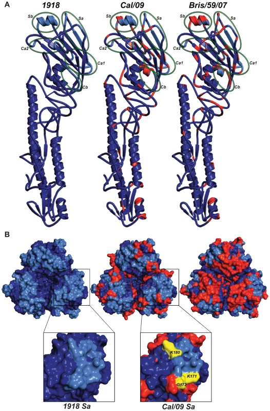 Comparison of antigenic differences in the HA structures of 1918, Cal/09 and Bris/59/07 viruses.